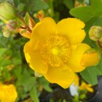 Ľubovník kalíškatý (Hypericum calycinum) ´HIDCOTE´ - výška 30-40 cm, Ø 20-30 cm, kont. C2L/C3L